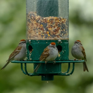 three birds sitting on feeder