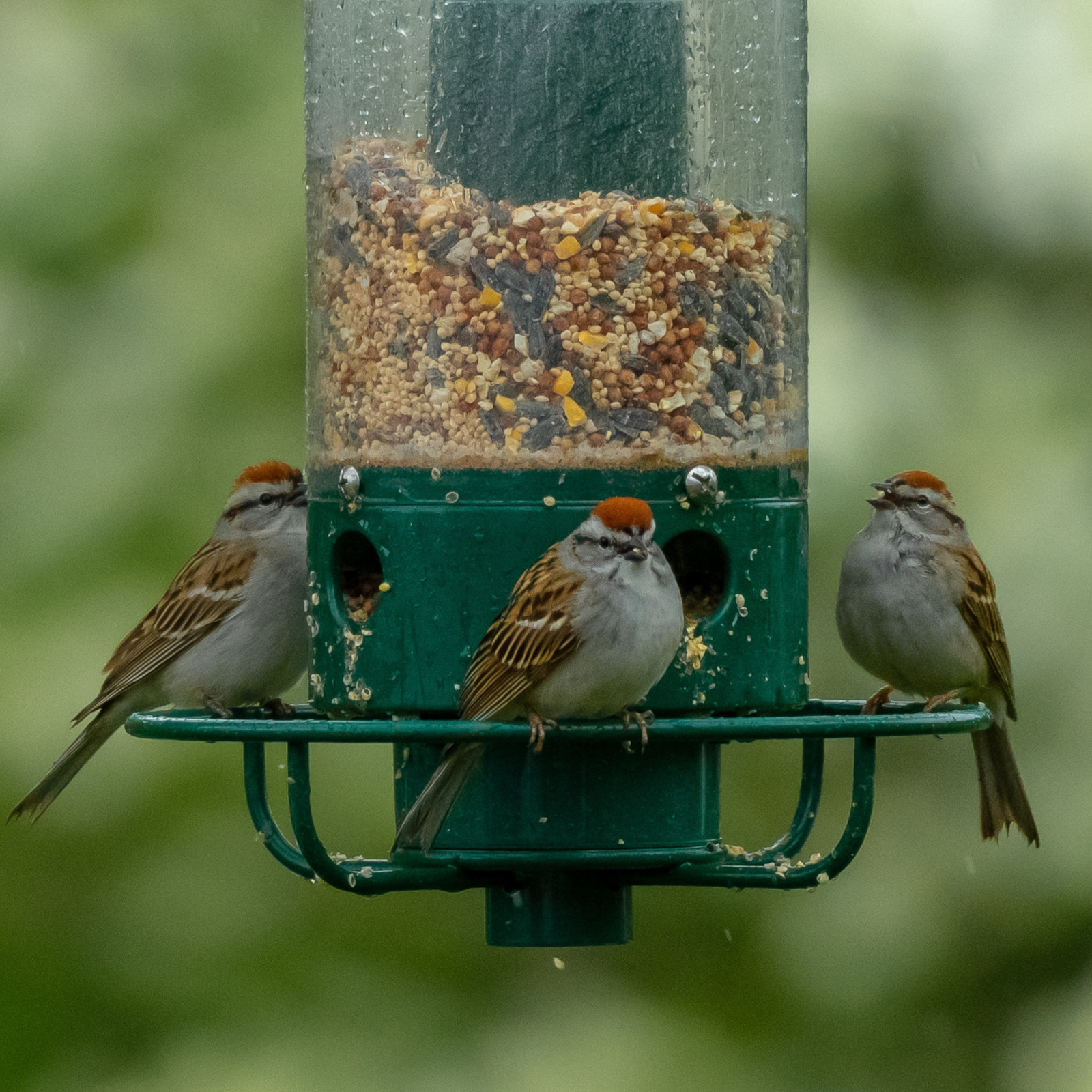 Don'T Make These Pigeon Feeding Errors! The Essential Guide & Solutions - rxetd09