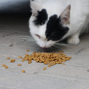 Cat eating dry food