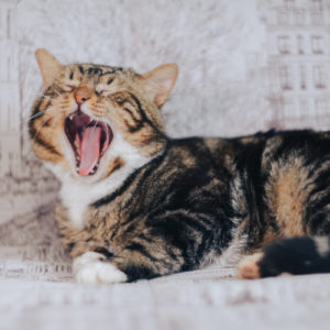 Cat yawning