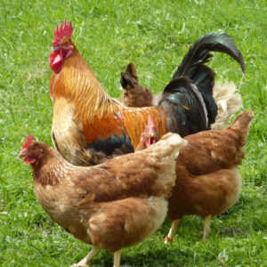 Chickens