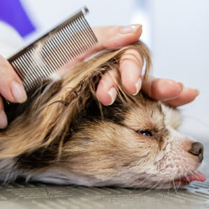 Dog being combed