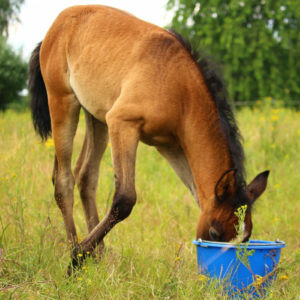 Horse eating from bucket