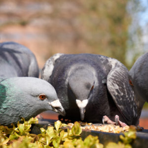 pigeons eating