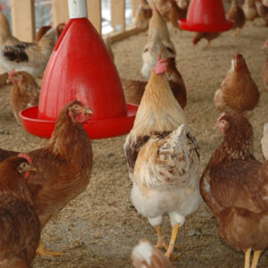 Chickens with plastic feeder