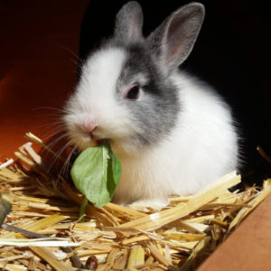 Rabbit eating green leaves