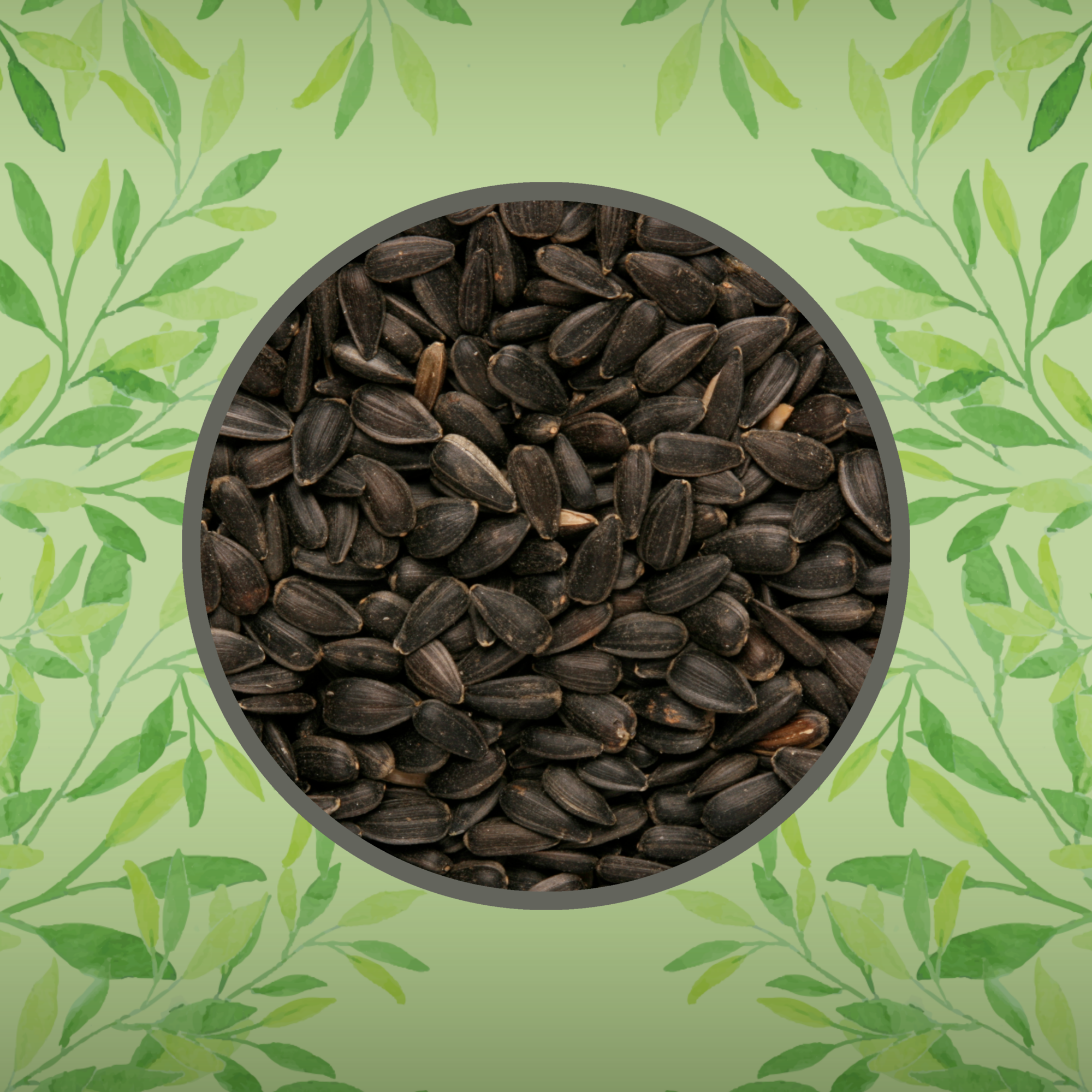 Close up photograph of black sunflower seeds