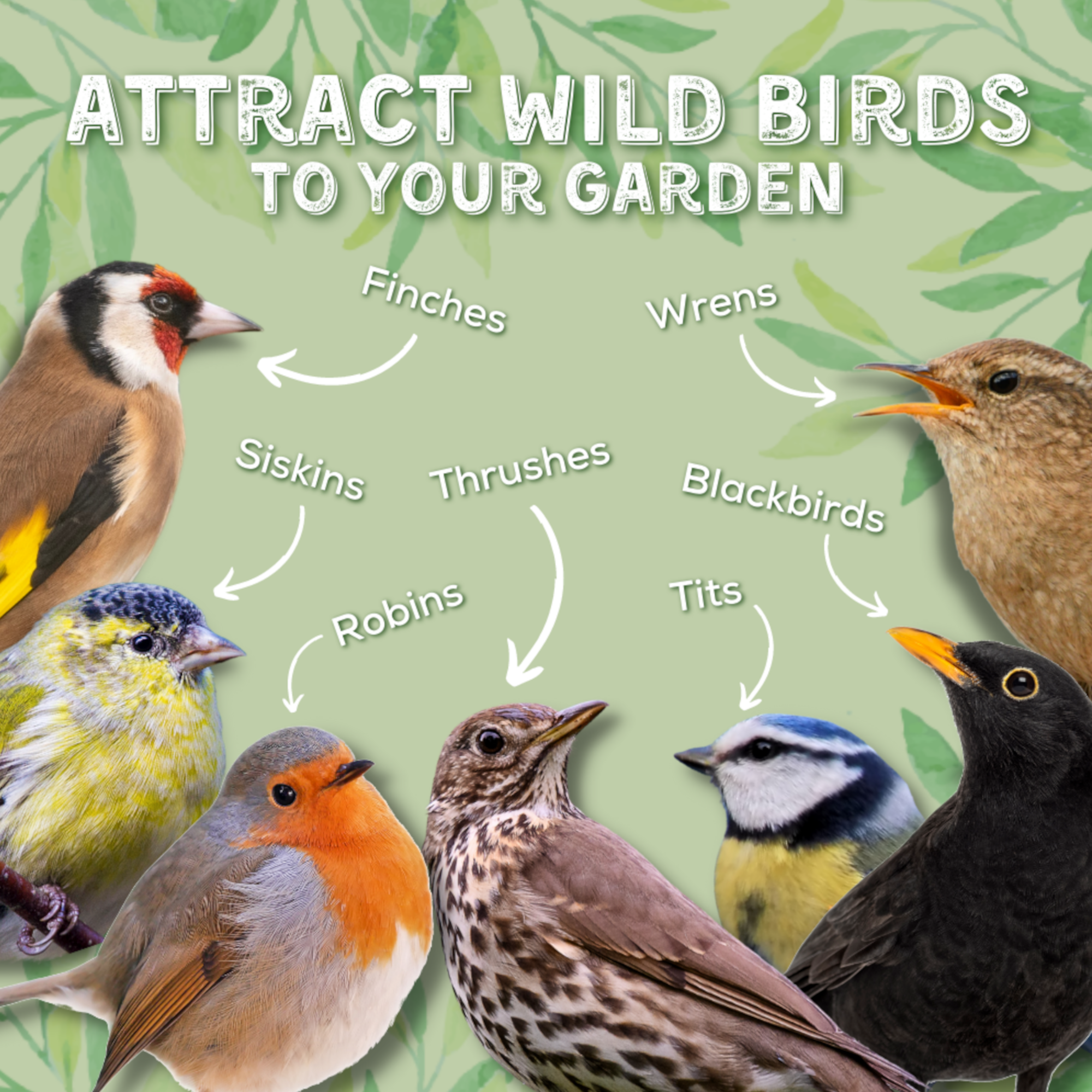 Attract wild birds to your garden: Finches, Wrens, Siskins, Thrushes, Blackbirds, Robins, Tits