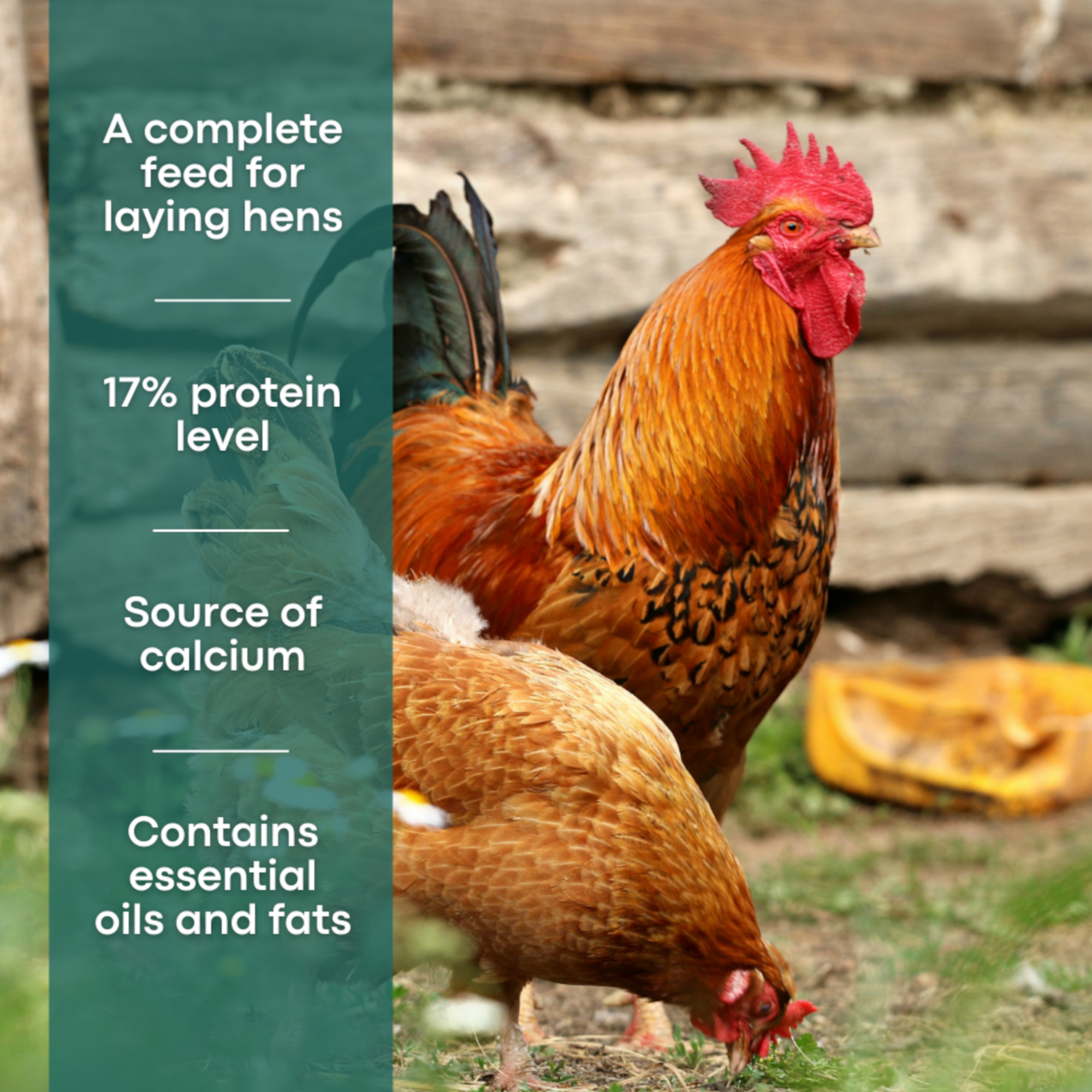 1. A complete feed for laying hens. 2. 17% protein level. 3. Source of calcium. 4. Contains essential oils and fats.