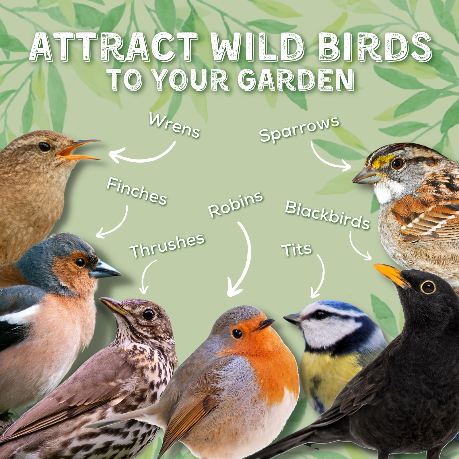 Attract wild birds to your garden: Wrens, Sparrow, Finches, Robins, Blackbirds, Thrushes, Tits