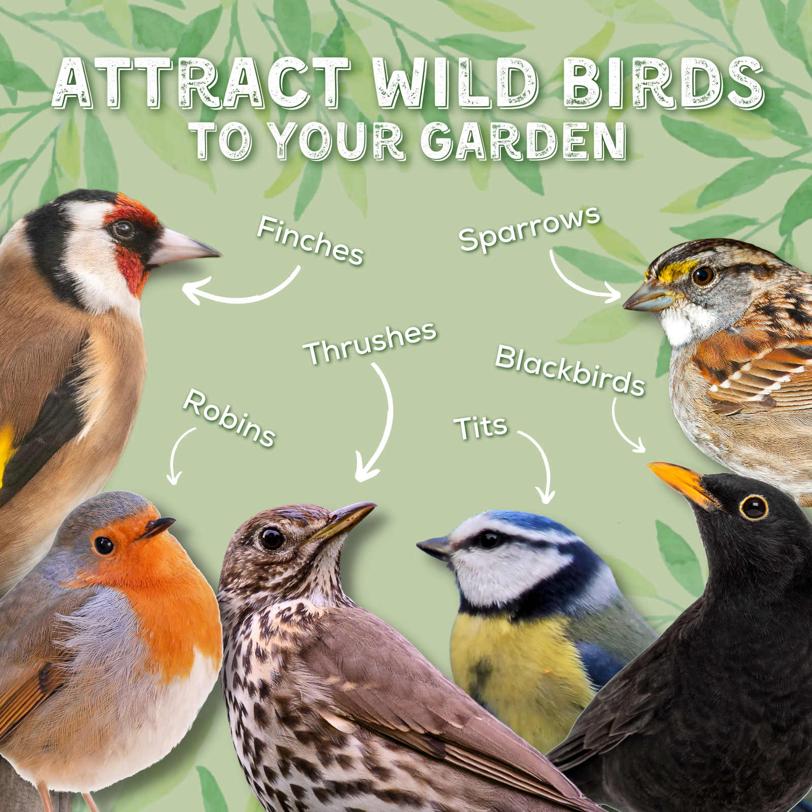 Attract Wild Birds To Your Garden: Finches, Sparrows, Thrushes, Blackbirds, Robins, Tits