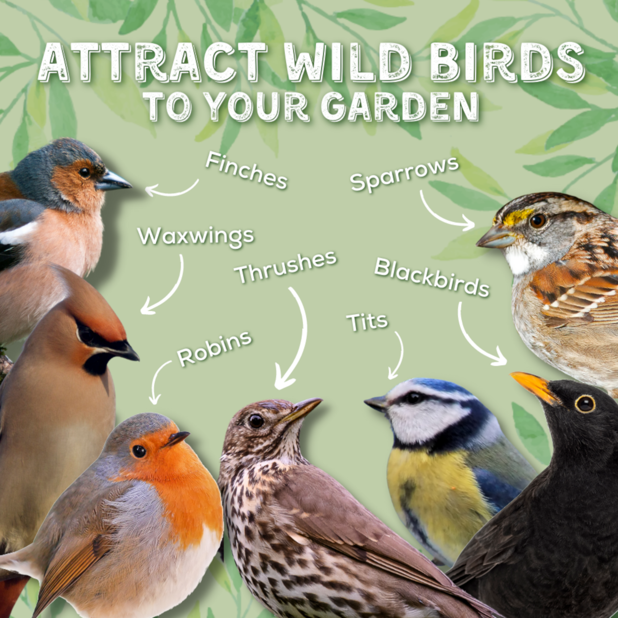Attract Wild Birds To Your Garden: Finches, Sparrows, Waxwings, Thrushes, Blackbirds, Robins, Tits