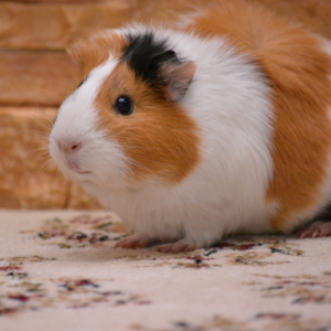 brown and white pet Guinea Pig