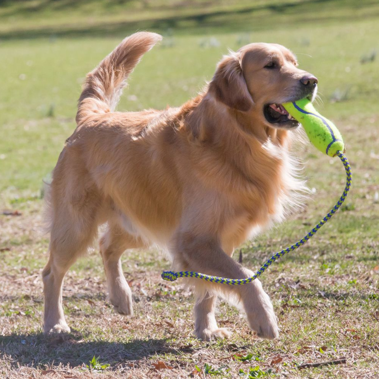 Kong Airdog Fetch Stick with Rope 2