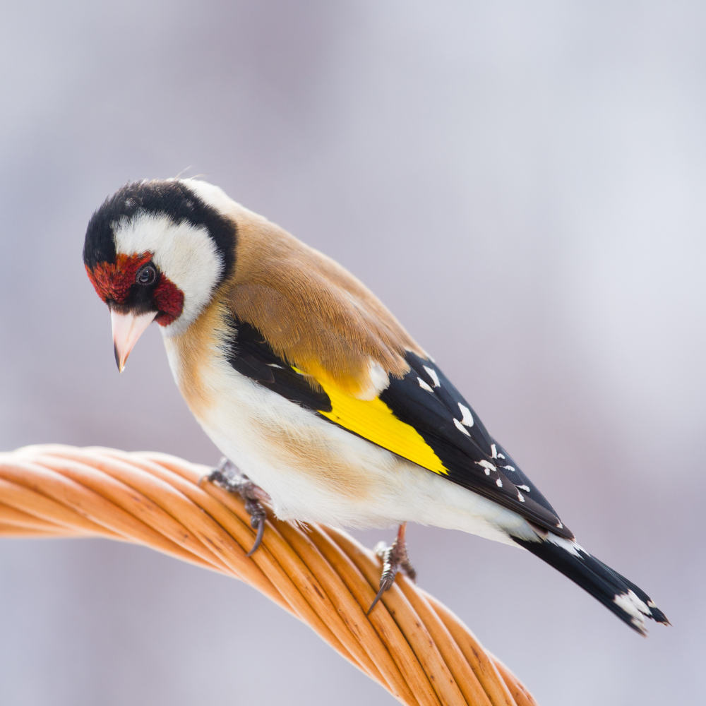 Skygold British Finch - Lifestyle Images