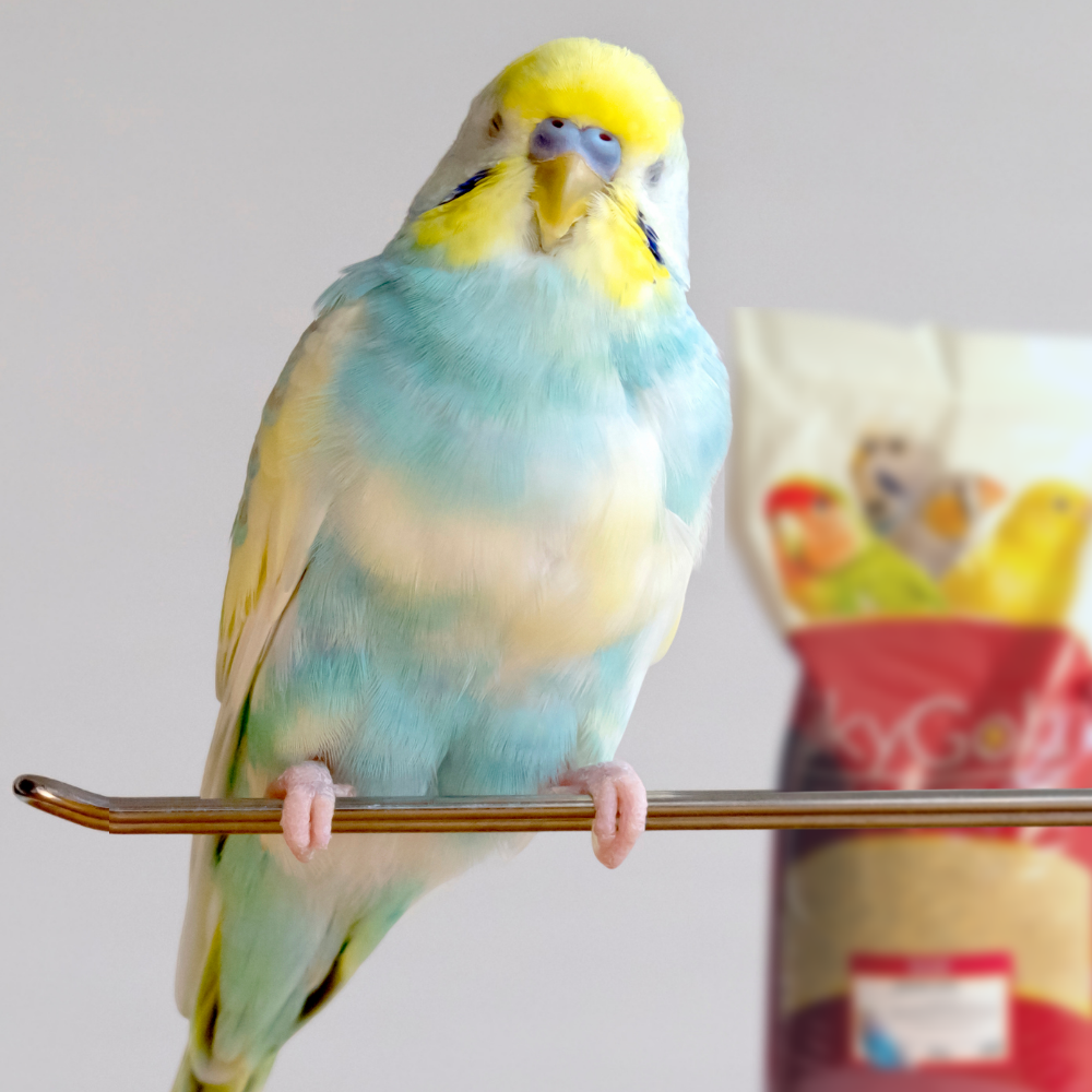 Skygold Budgie 50-50 - Lifestyle Images