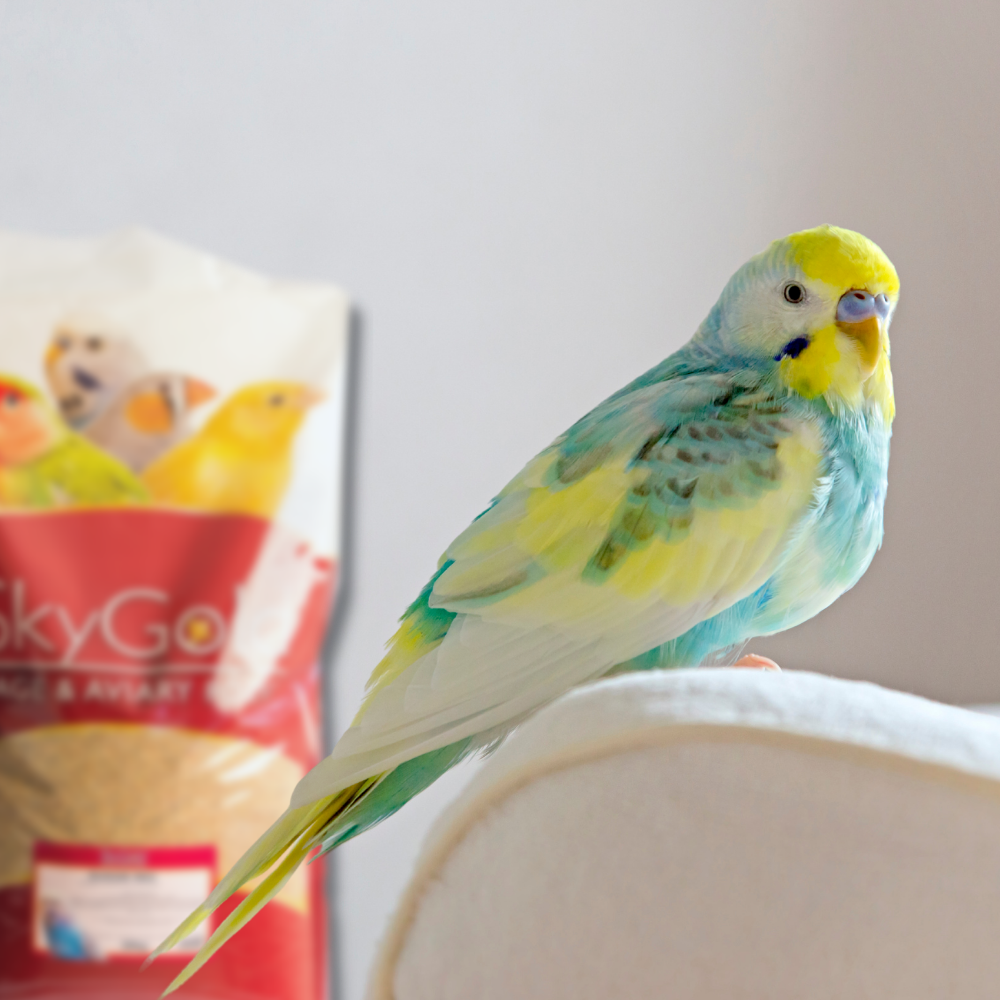 Skygold Budgie Red - Lifestyle Images
