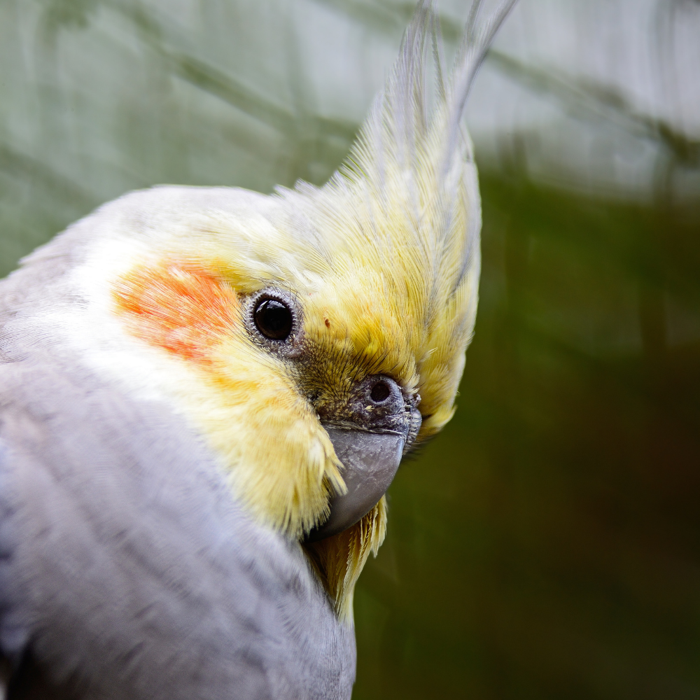 Skygold Large Cockatiel & Parakeet - Lifestyle Images