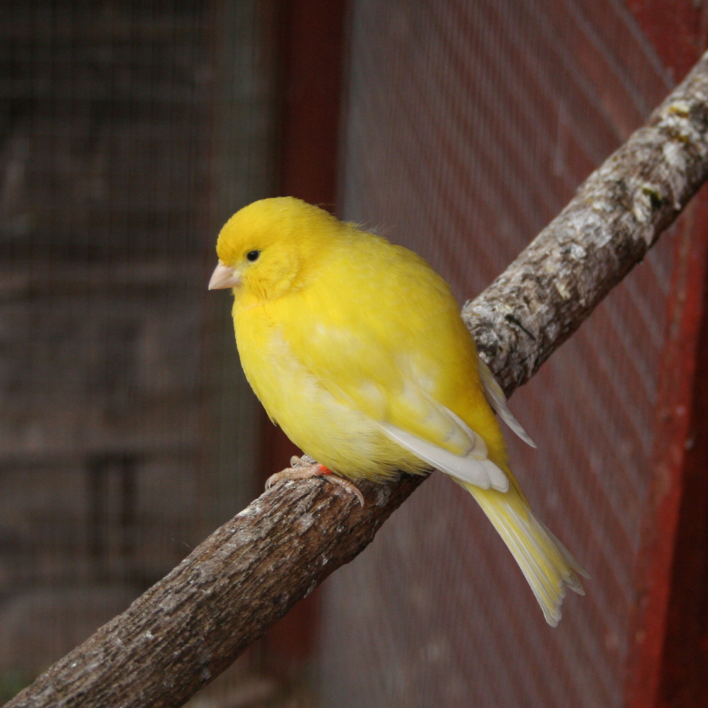 Skygold Popular Canary - Lifestyle Images