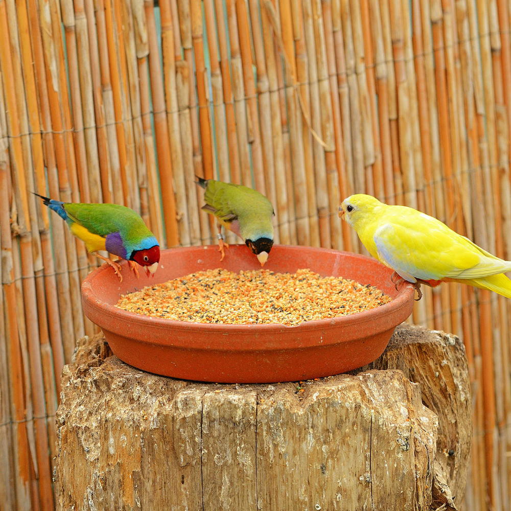 Skygold Popular Parakeet - Lifestyle Images
