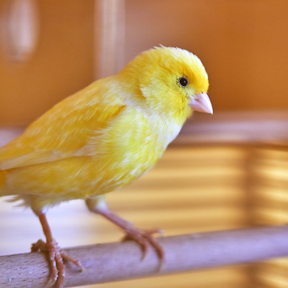 Skygold Special Canary - Lifestyle Images