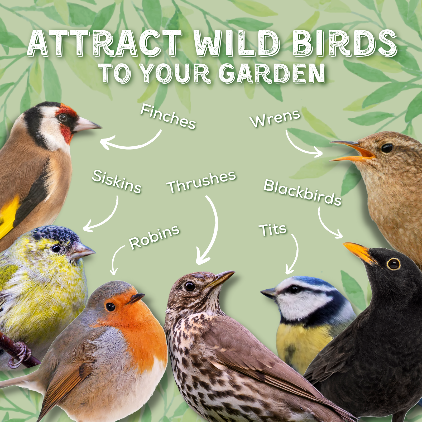 Attract wild birds to your garden: Finches, Siskins, Robins, Thrushes, Wrens, Blackbirds, Tits
