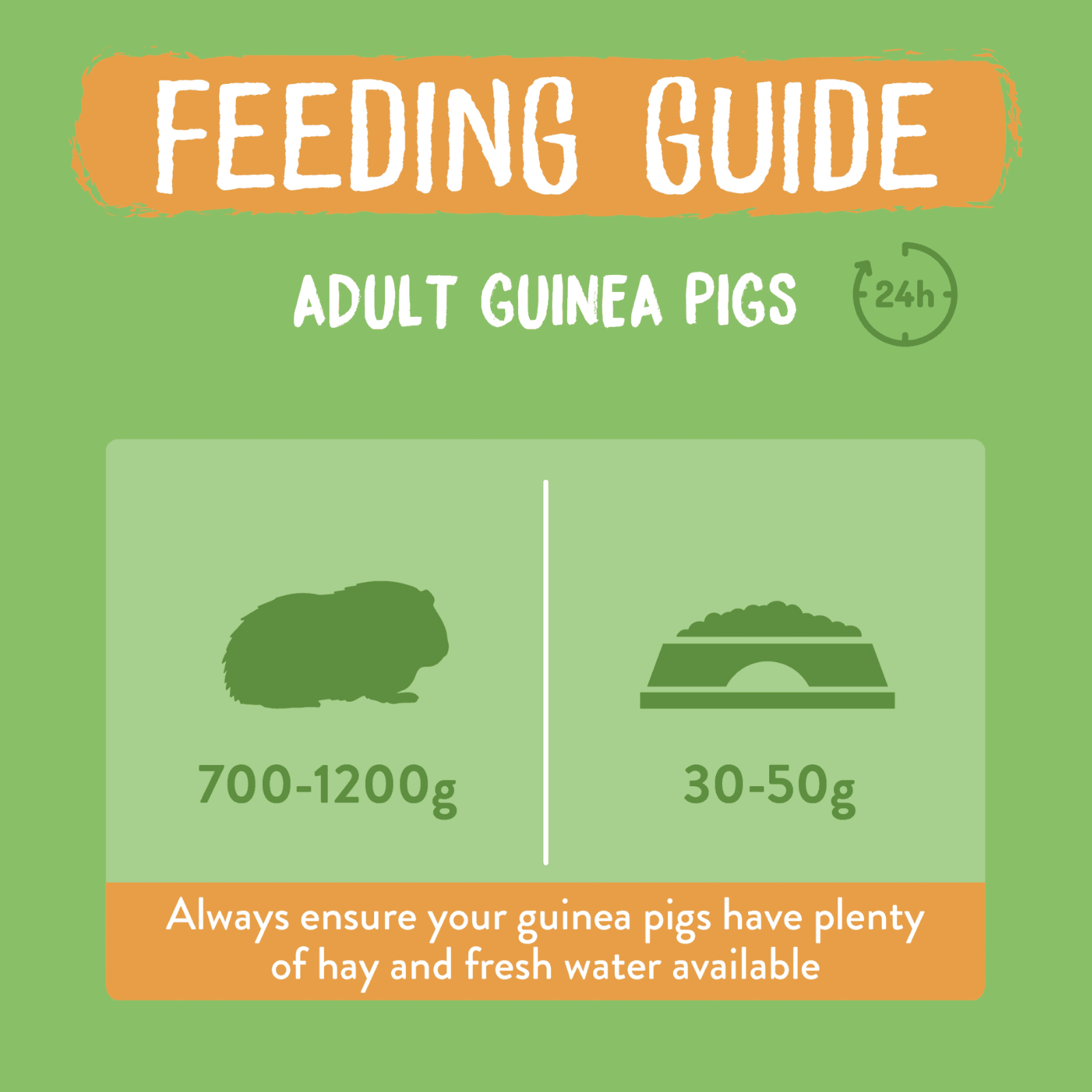 Burgess Excel Guinea Pig Feeding Guide. Adult Guinea Pigs 24hr. 700-1200g Guinea Pig = 30-50g feed. Always ensure your guinea pigs have plenty of hay and fresh water available.