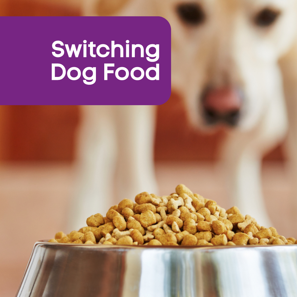 Switching dog outlet food