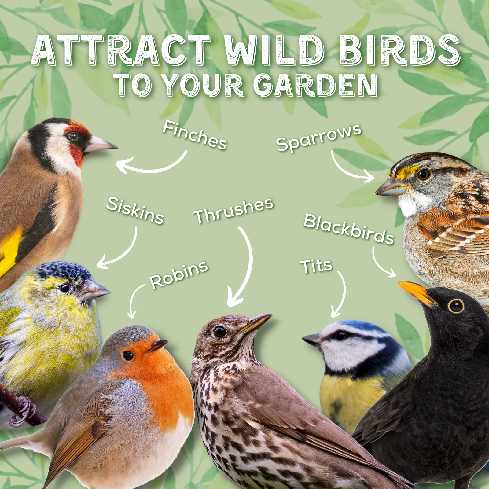 Attract wild birds to your garden - Finches, Sparrows, Siskins, Thrushes, Blackbirds, Robins, Tits.