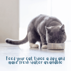 cat feeding tips