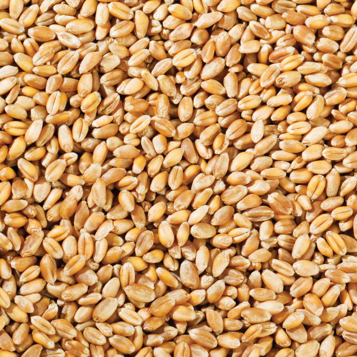 Copdock Mill Whole Wheat grains loose