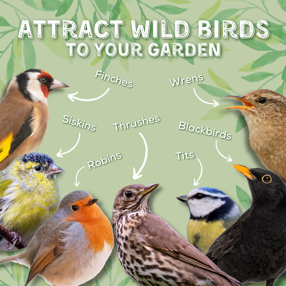 Attract Wild Birds to your garden - Finches, Wrens, Siskins, Thrushes, Blackbirds, Robins, Tits