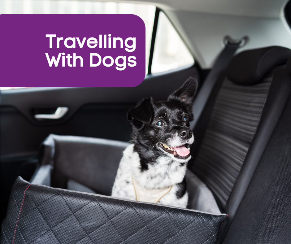 Travelling With Dogs - Gladwells Pet & Country Stores Online Shop