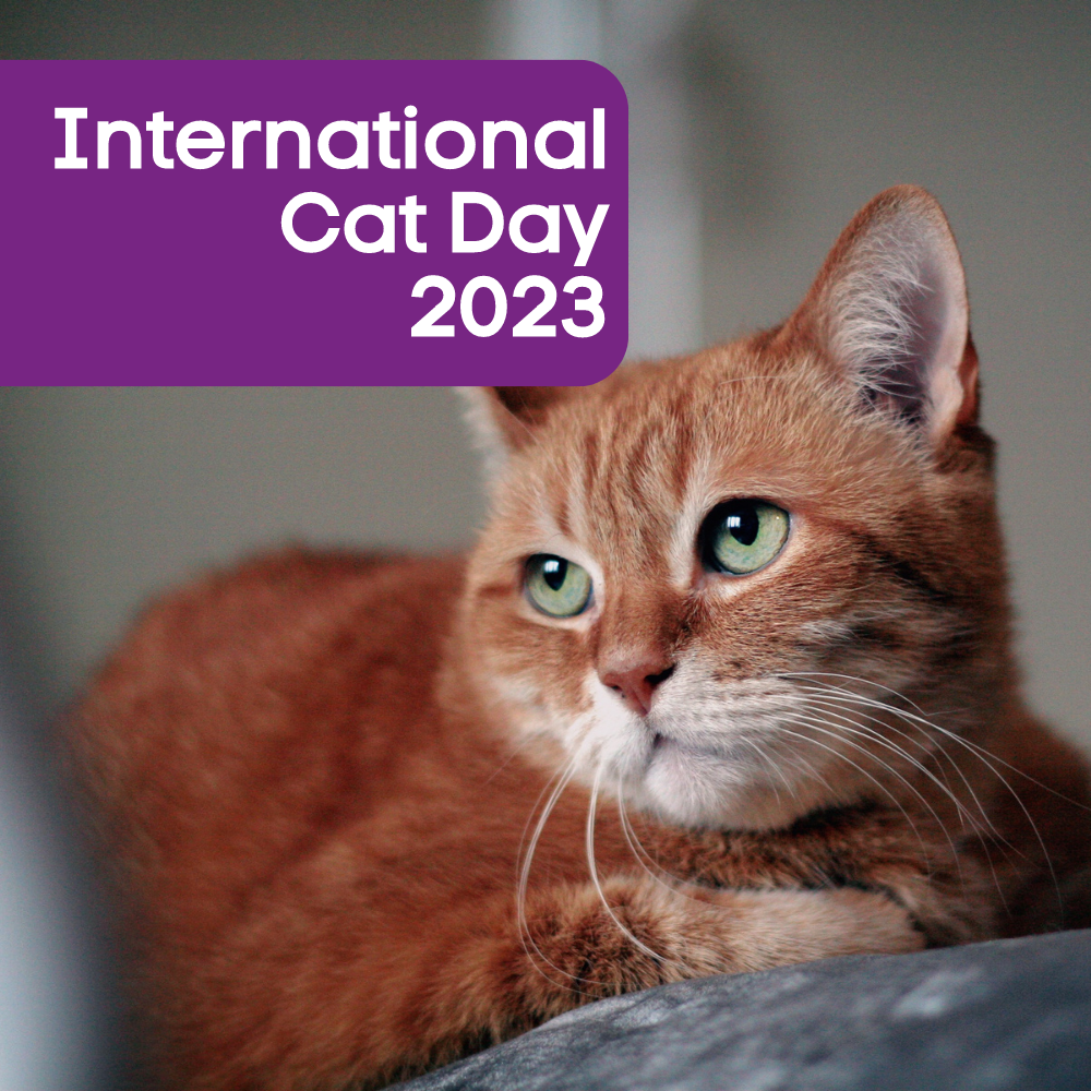 International Cat Day 2023: International Cat Day: How to tell if your cat  loves you? Check for these 10 signs - The Economic Times