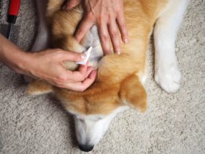 applying flea and tick spot treatment to dog