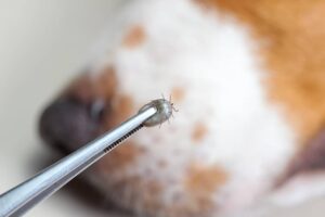 removing adult tick from dog fur