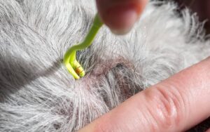 removing a tick a from a dog using tick tweezers