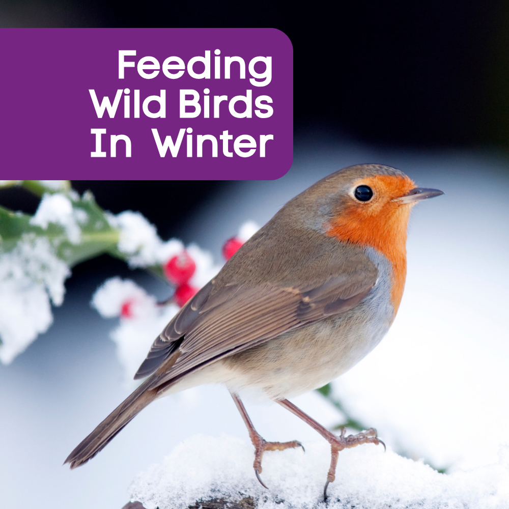 Feeding wild birds in the winter months - Gladwells Pet & Country ...