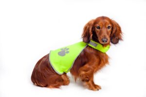 brown dog in high vis harness