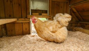 chicken inside chicken coop