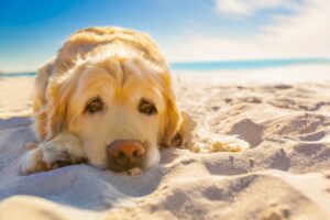 gold retriever dog laying in the sun on a beach