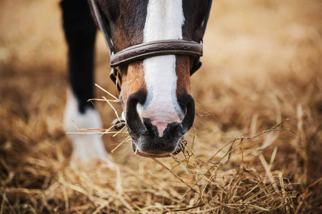 Horse eating hay