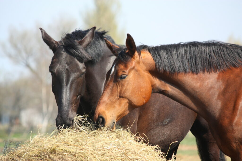 2 horses eating hay