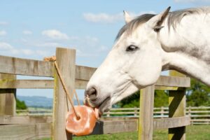 white horse licking salt block hanging from fence post