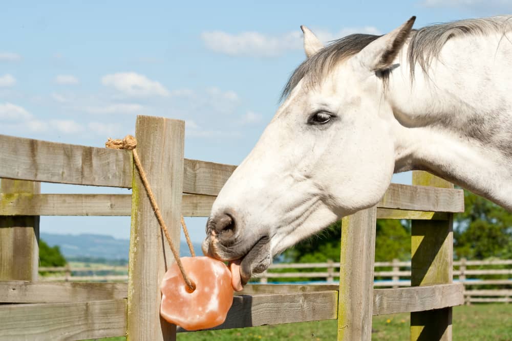 Equine Health The Importance of Salt Licks for Horses Gladwells Pet