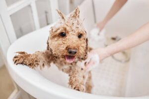 small dog in bath covered in shampoo