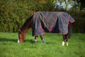brown horse in a grass field wearing waterproof rug