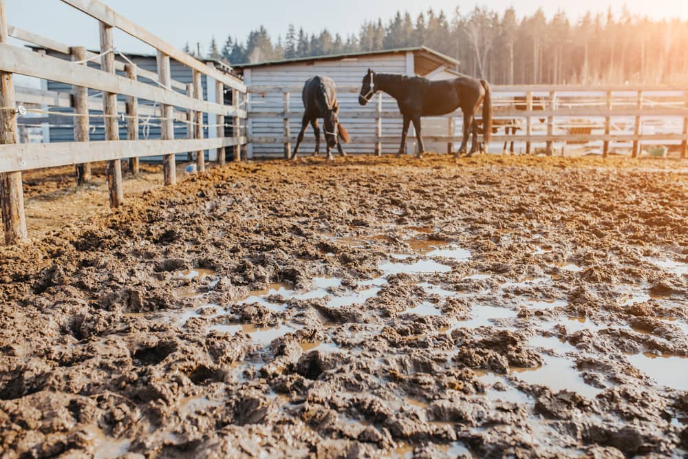 two horses in a muddy arena