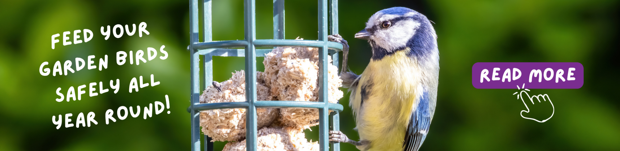 Wild Bird Feeding